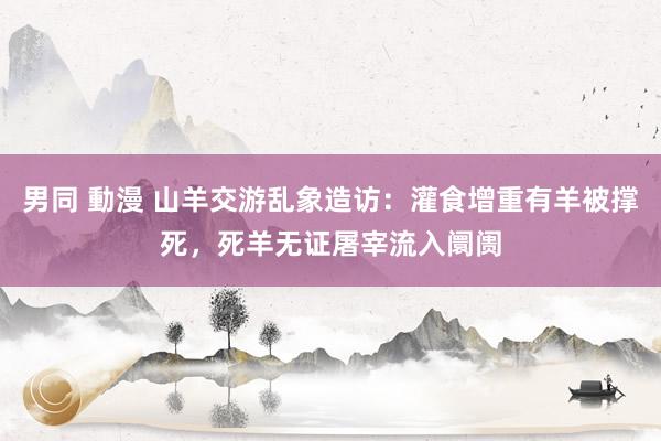 男同 動漫 山羊交游乱象造访：灌食增重有羊被撑死，死羊无证屠宰流入阛阓